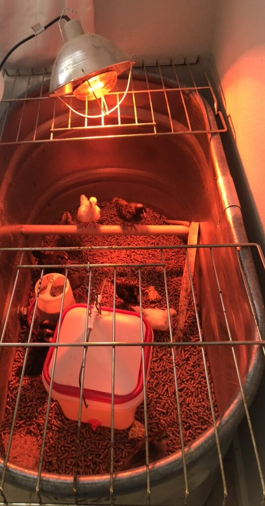 heat lamp for chickens