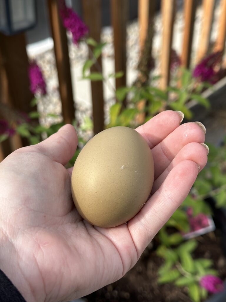 chickens homestead can you compost eggshells for plants