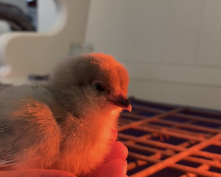 baby chick heat lamps