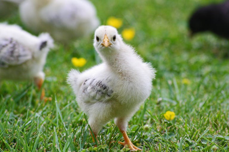 chicken breeds to avoid with young kids on a homestead