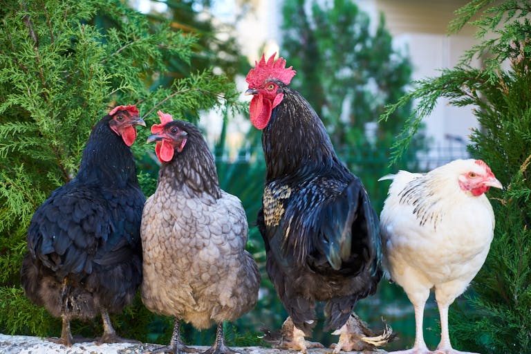 chickens on the homstead meat chickens farmhouse from scratch farm