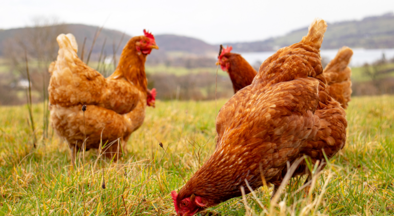 homestead chickens pasture raised