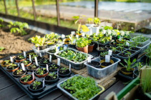 seeds starting indoors early spring gardening